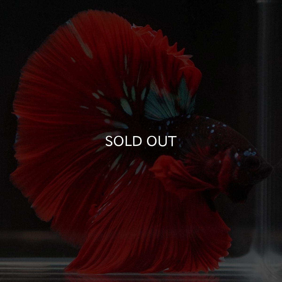 画像4: HM レッドギャラクシー (4)