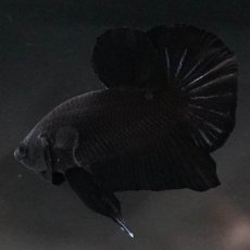 画像6: HMPK　ブラック (6)