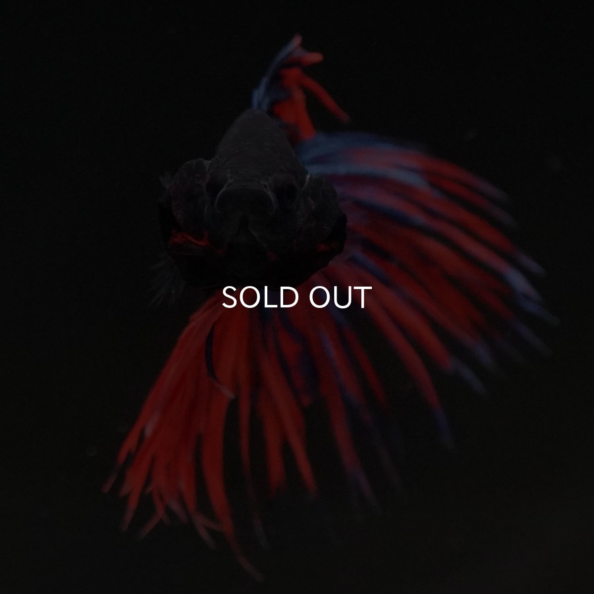 画像3: CT オレンジブルー (3)