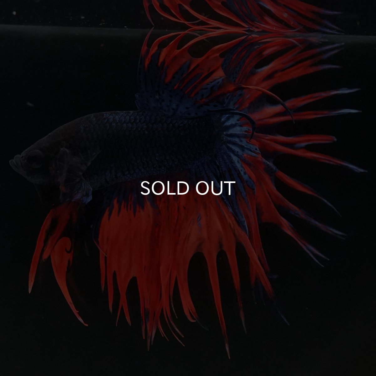 画像8: CT オレンジブルー (8)