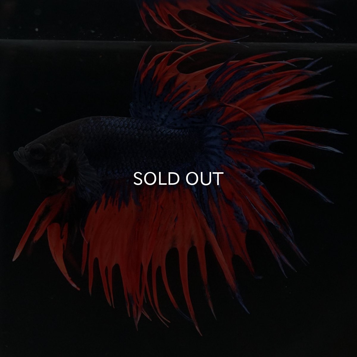 画像6: CT オレンジブルー (6)