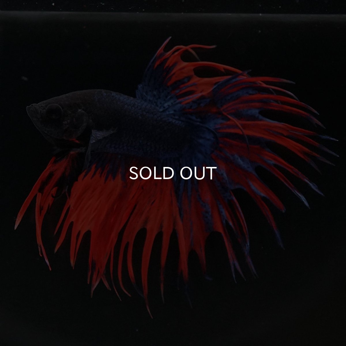 画像4: CT オレンジブルー (4)