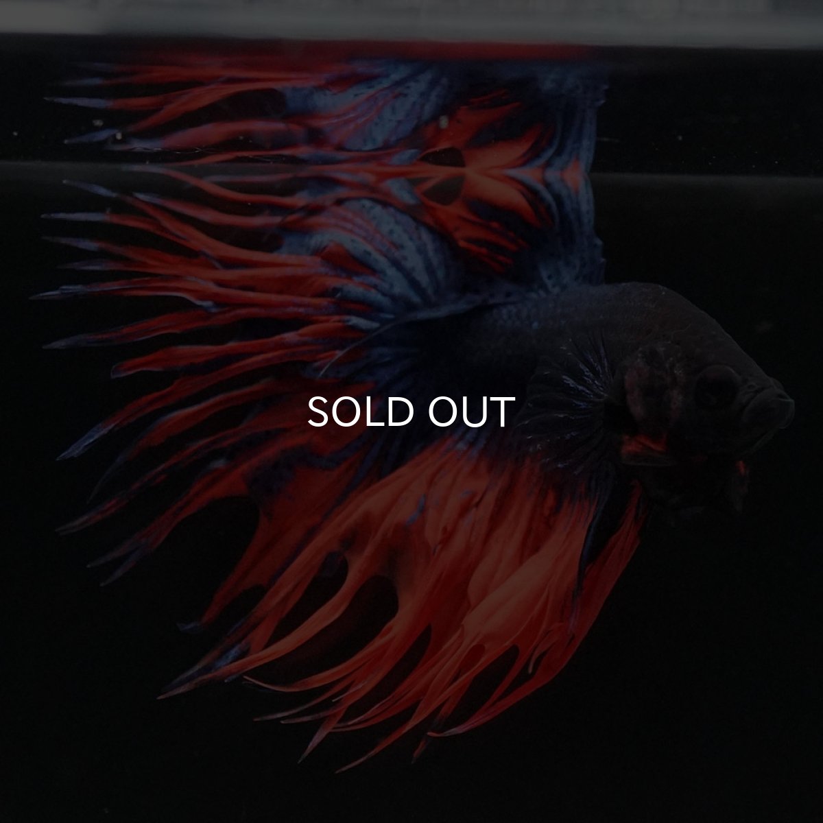 画像9: CT オレンジブルー (9)