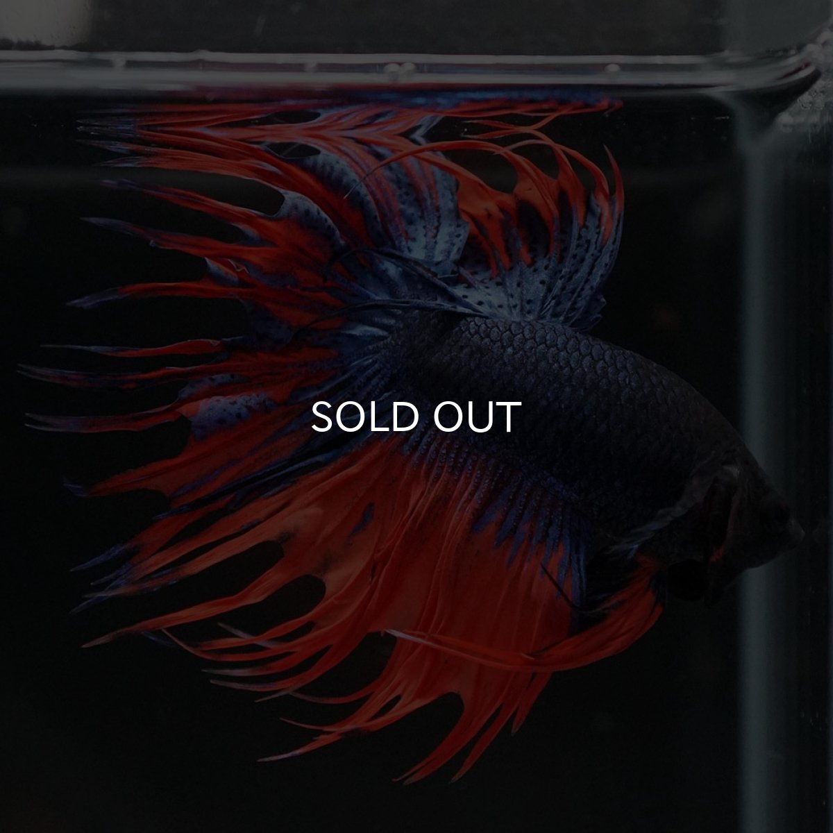 画像7: CT オレンジブルー (7)