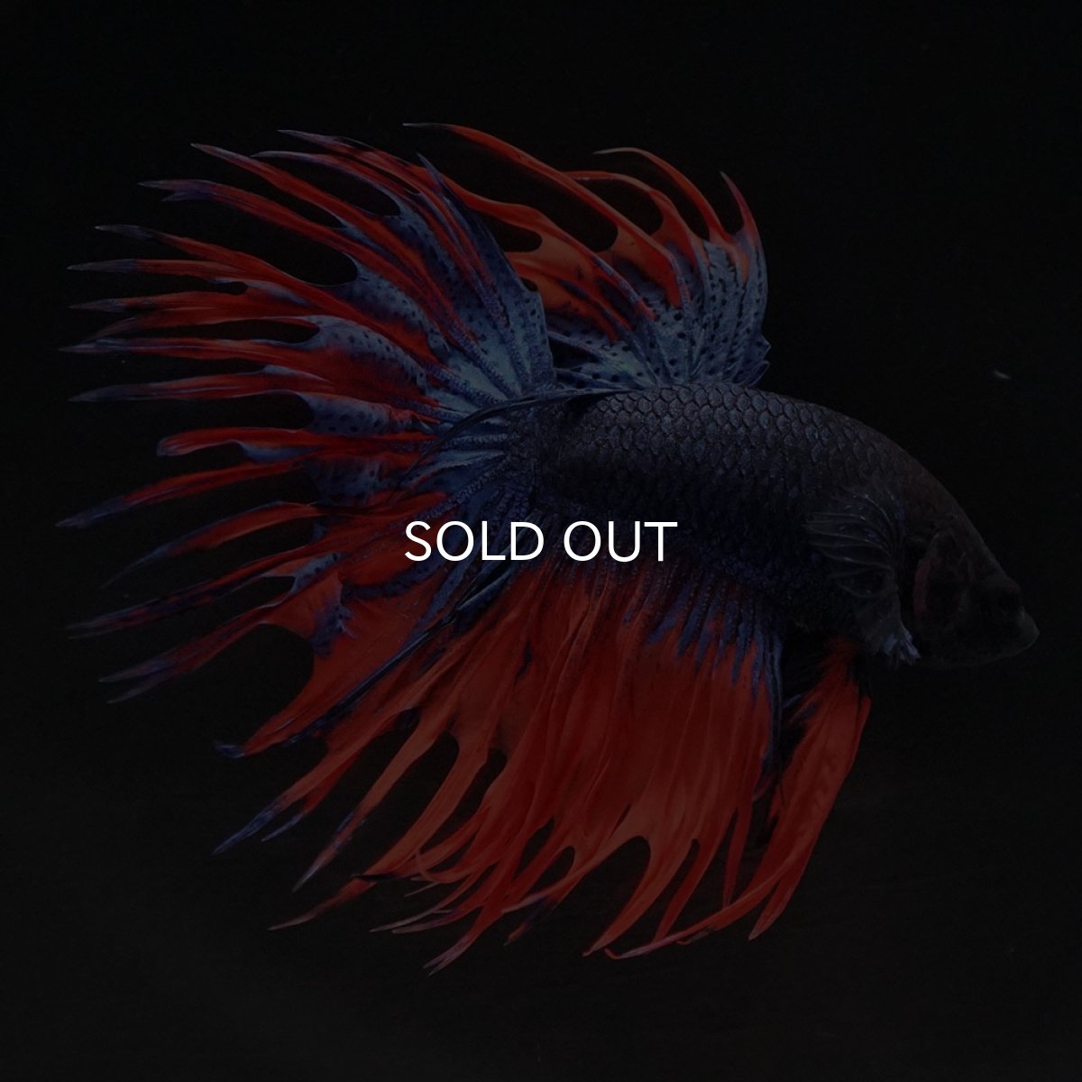 画像2: CT オレンジブルー (2)