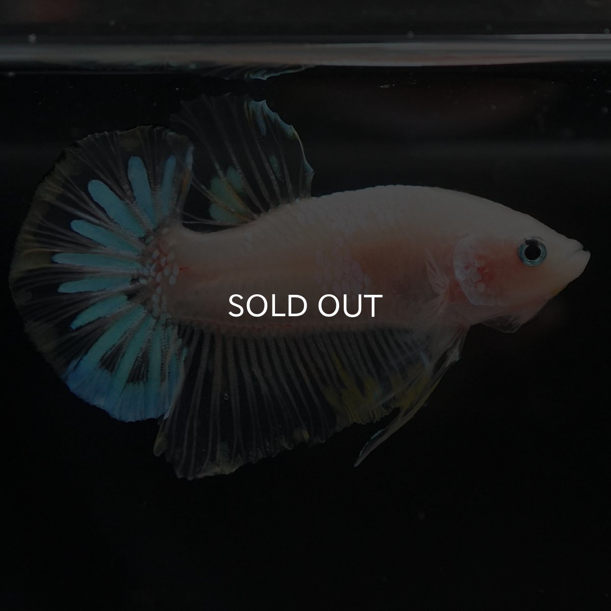 画像7: HMPK ファンシークリア (7)