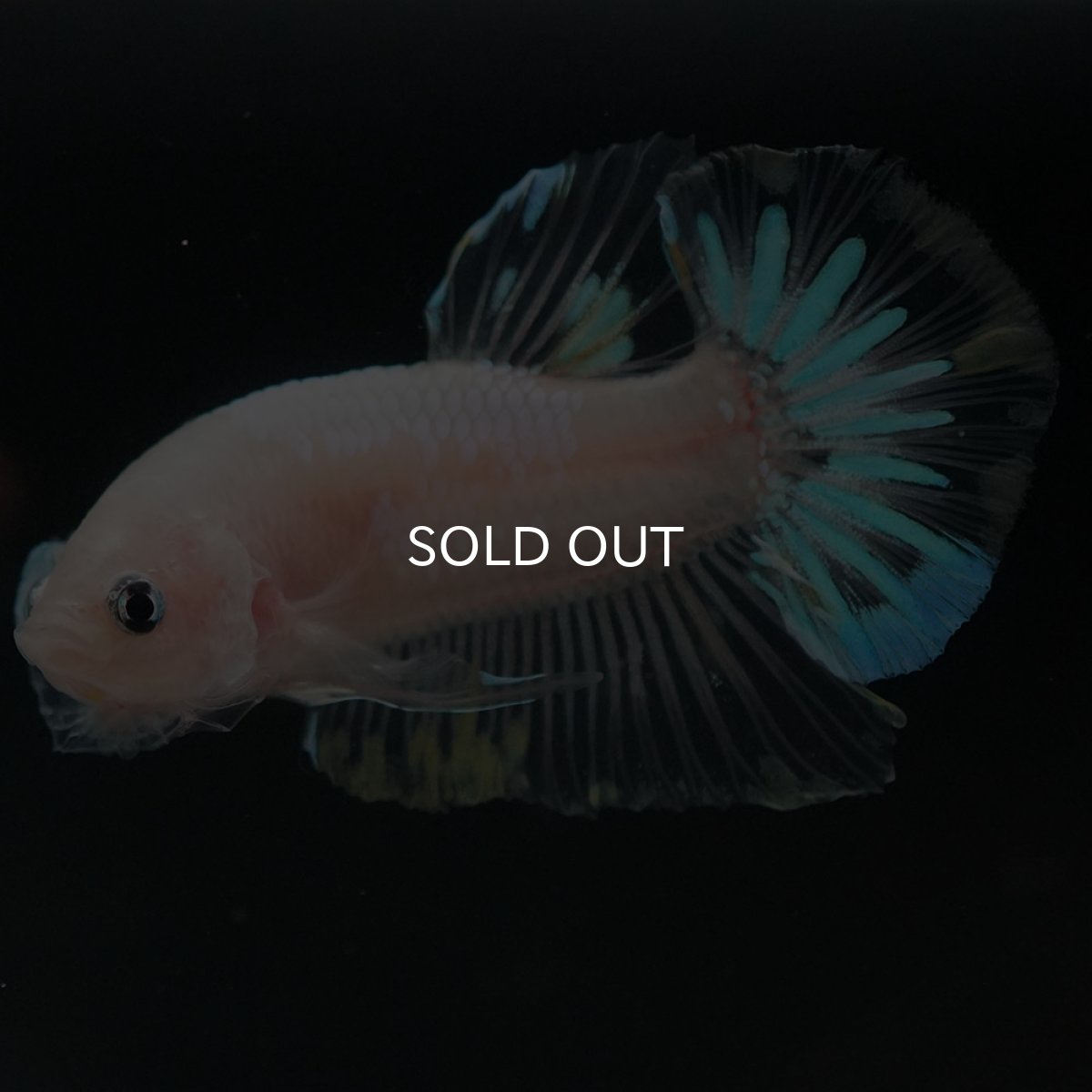 画像8: HMPK ファンシークリア (8)