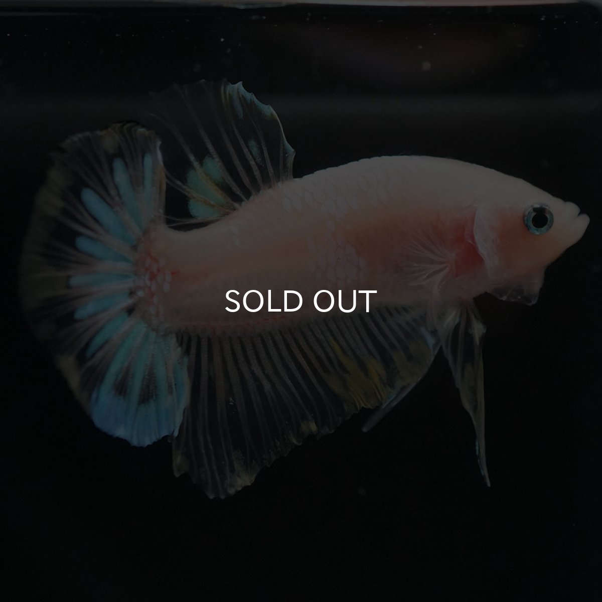 画像5: HMPK ファンシークリア (5)