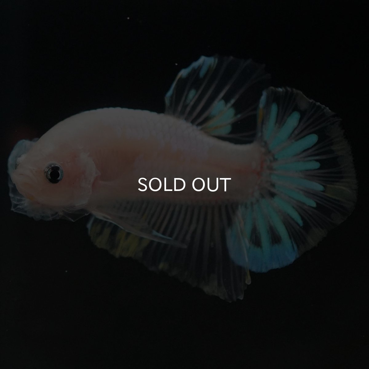 画像6: HMPK ファンシークリア (6)