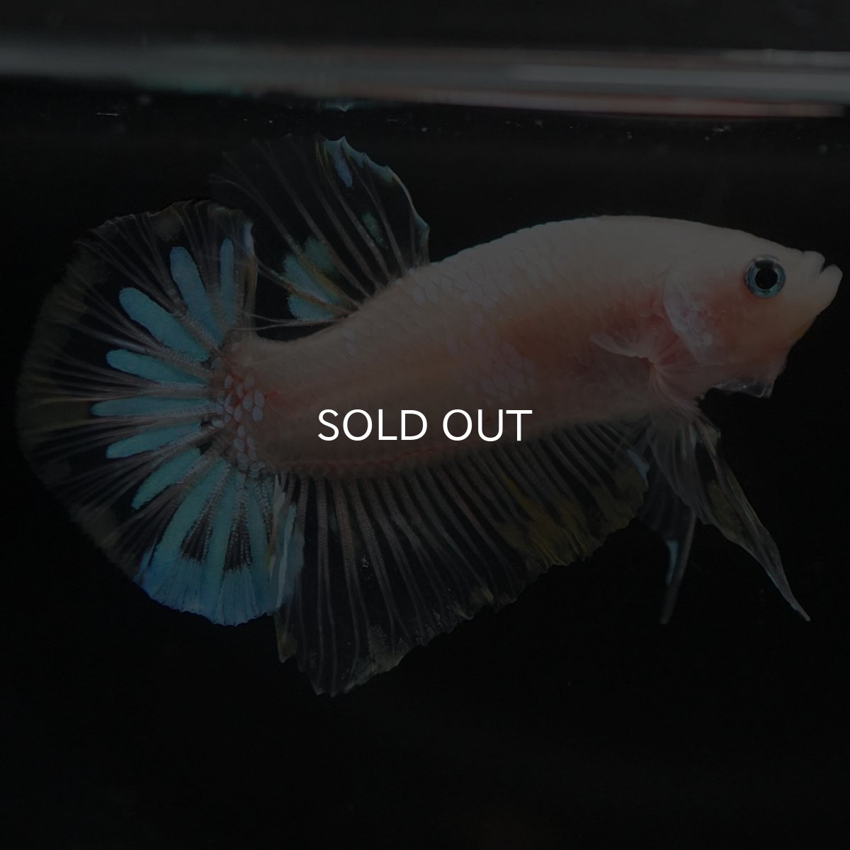 画像2: HMPK ファンシークリア (2)