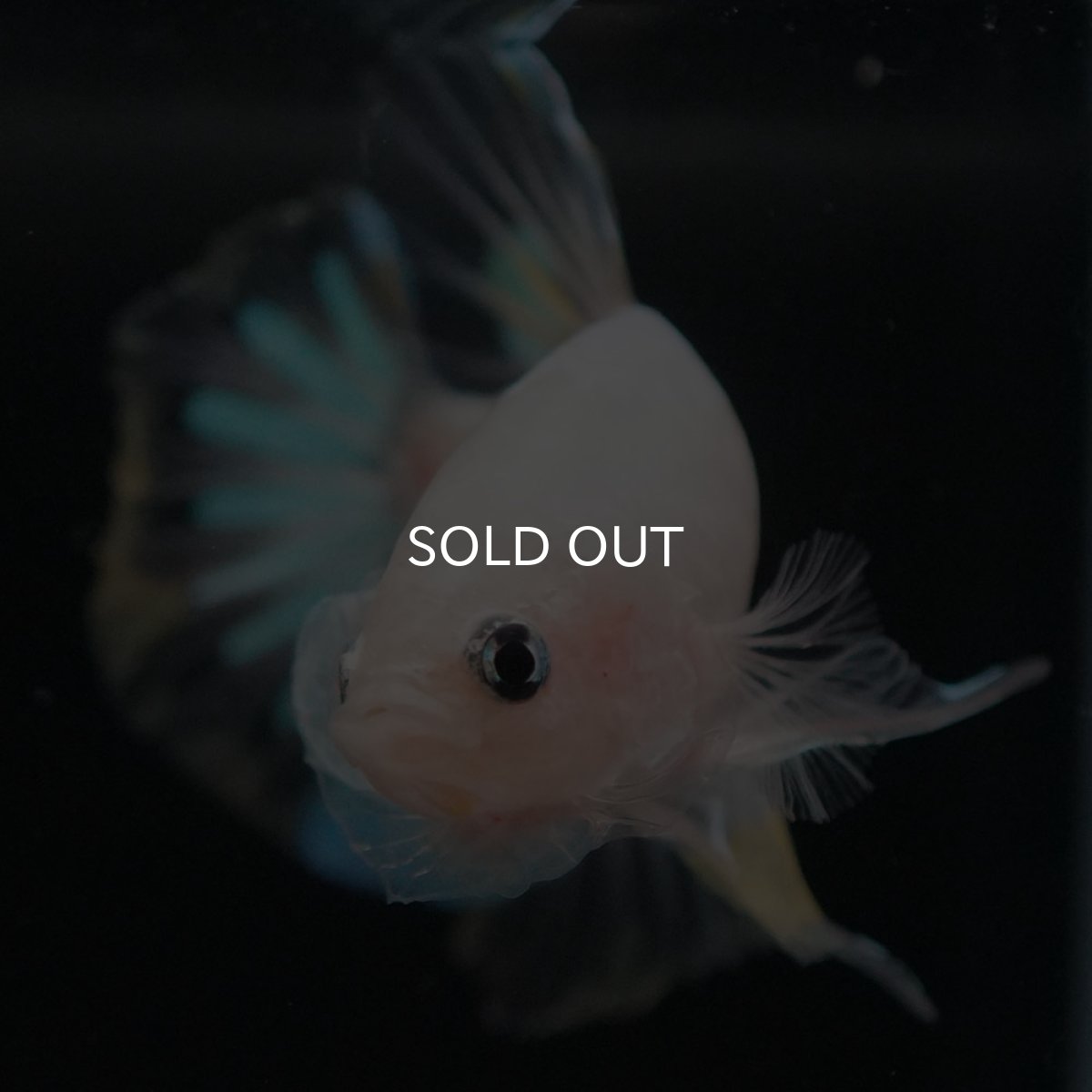 画像3: HMPK ファンシークリア (3)