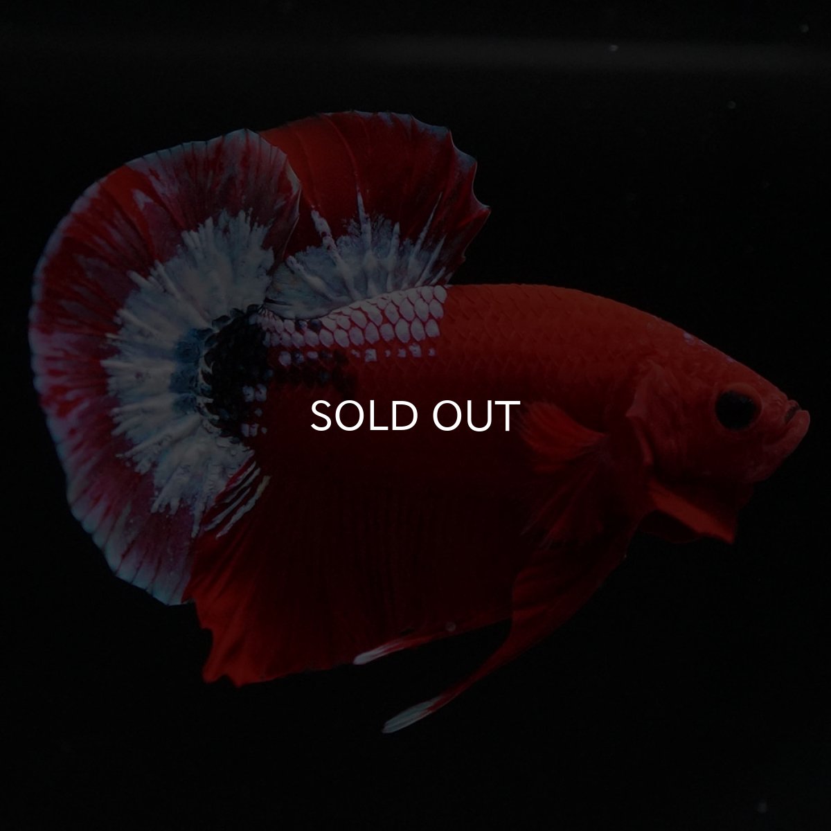 画像3: HMPK ヘルボーイ (3)