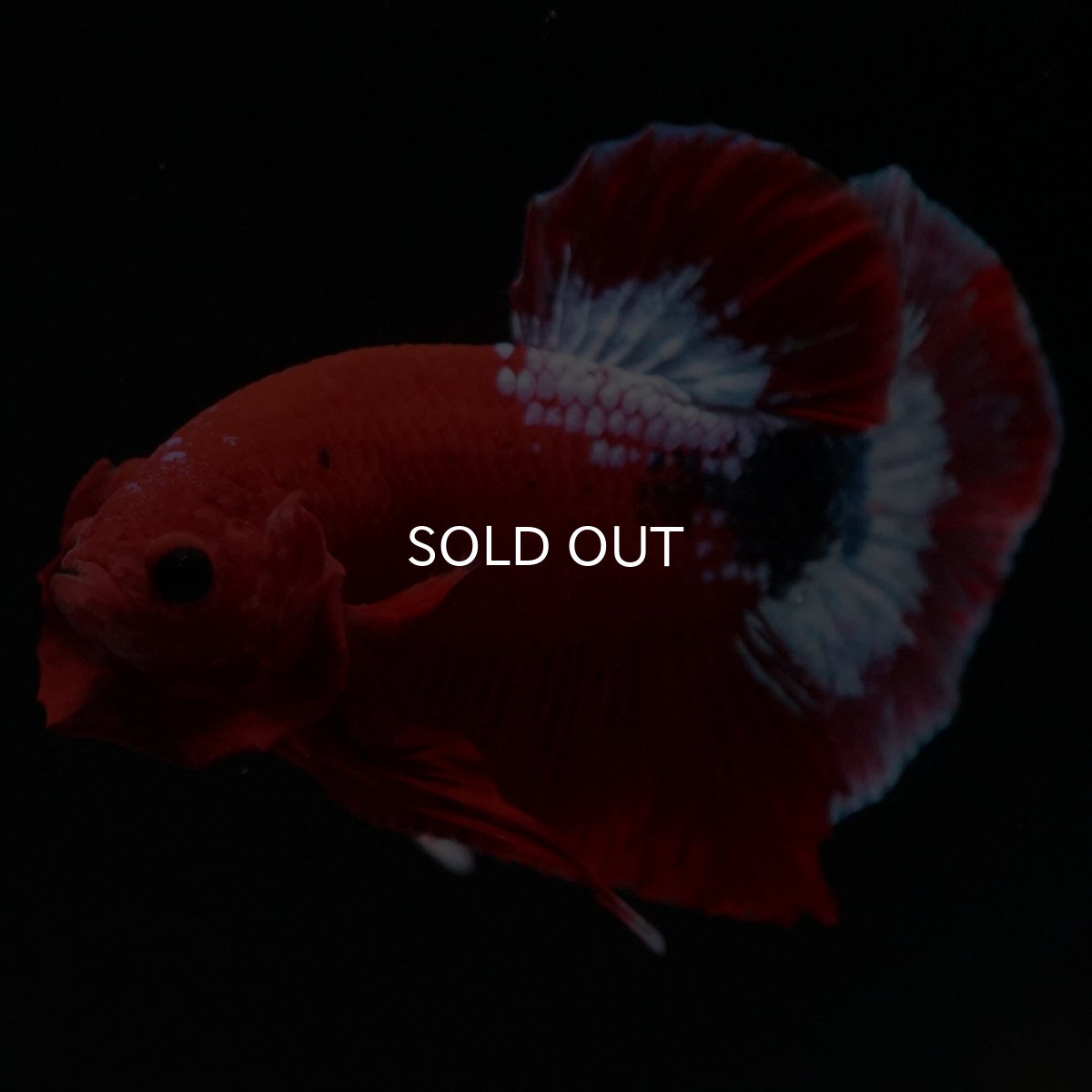 画像2: HMPK ヘルボーイ (2)