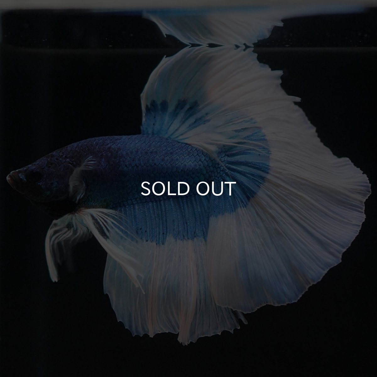 画像7: HM　ブルーバタフライ (7)