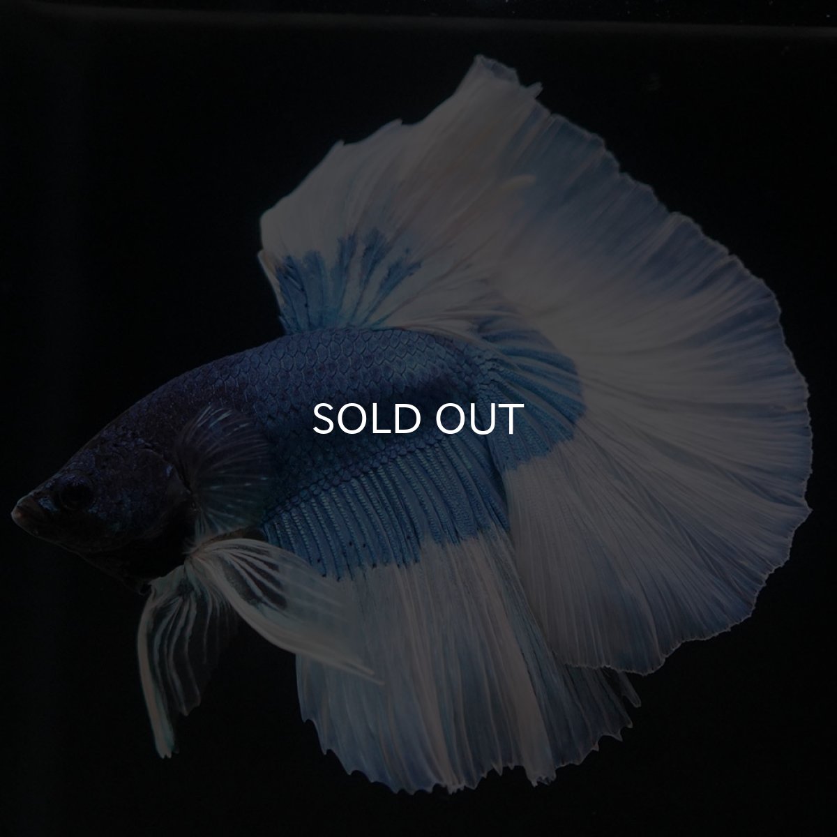 画像6: HM　ブルーバタフライ (6)