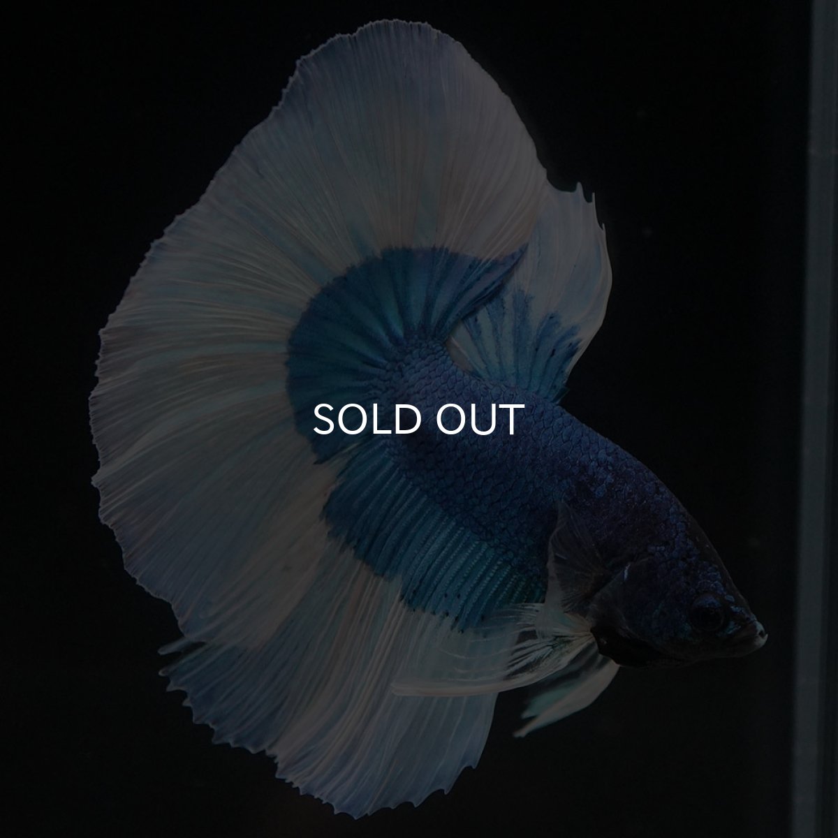 画像2: HM　ブルーバタフライ (2)