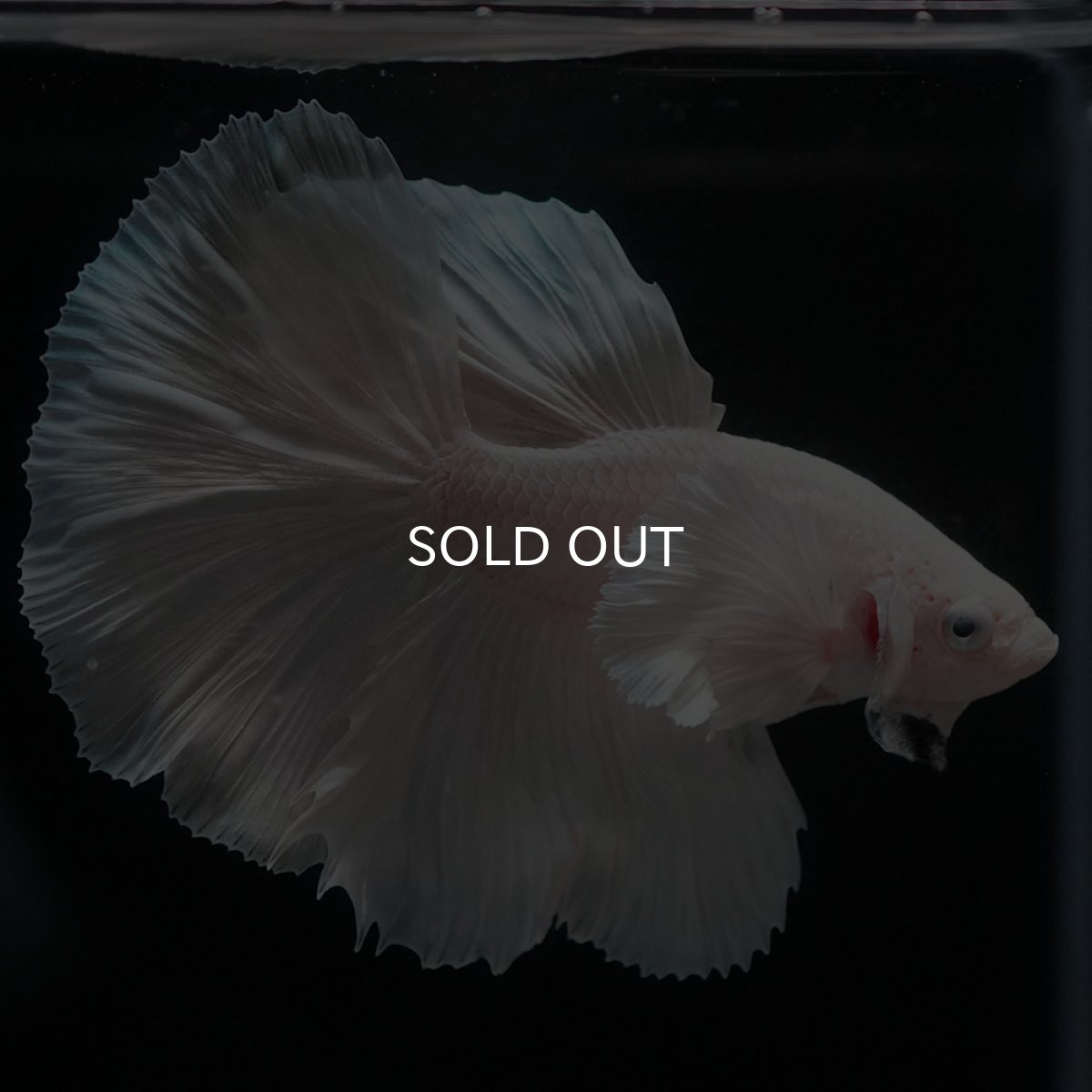 画像4: HMダンボ　ホワイト (4)