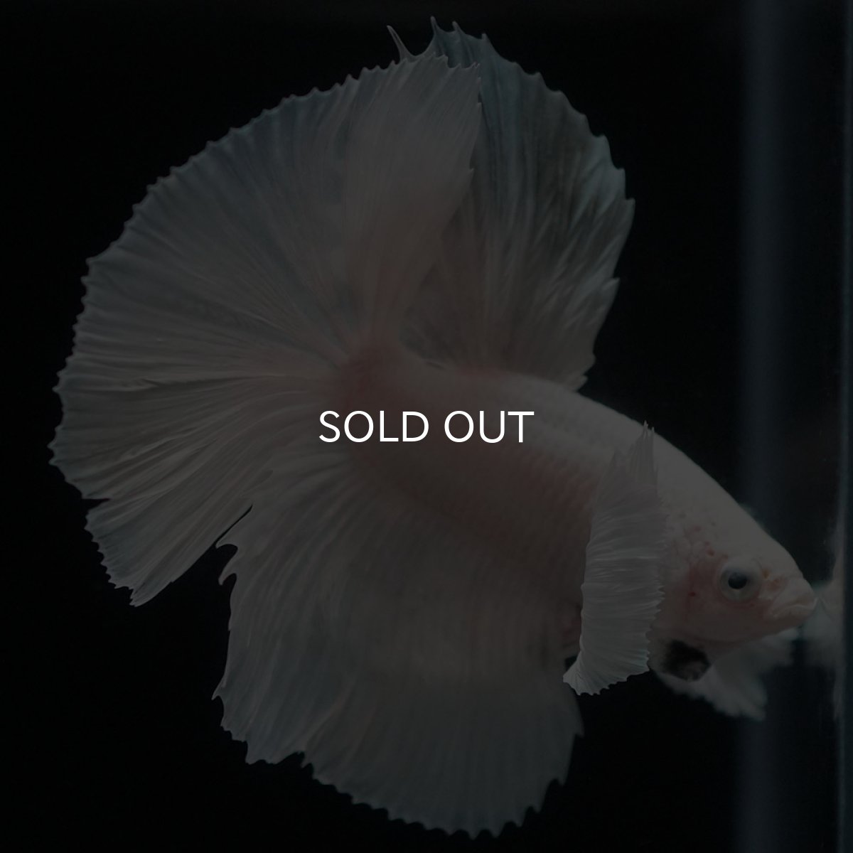 画像8: HMダンボ　ホワイト (8)