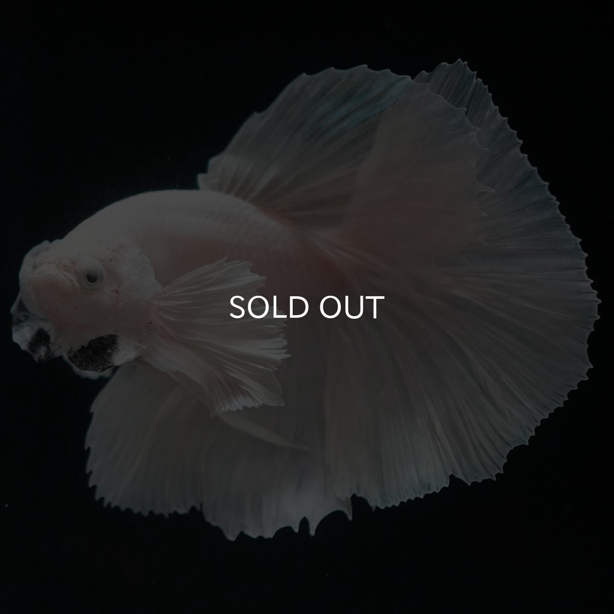 画像10: HMダンボ　ホワイト (10)