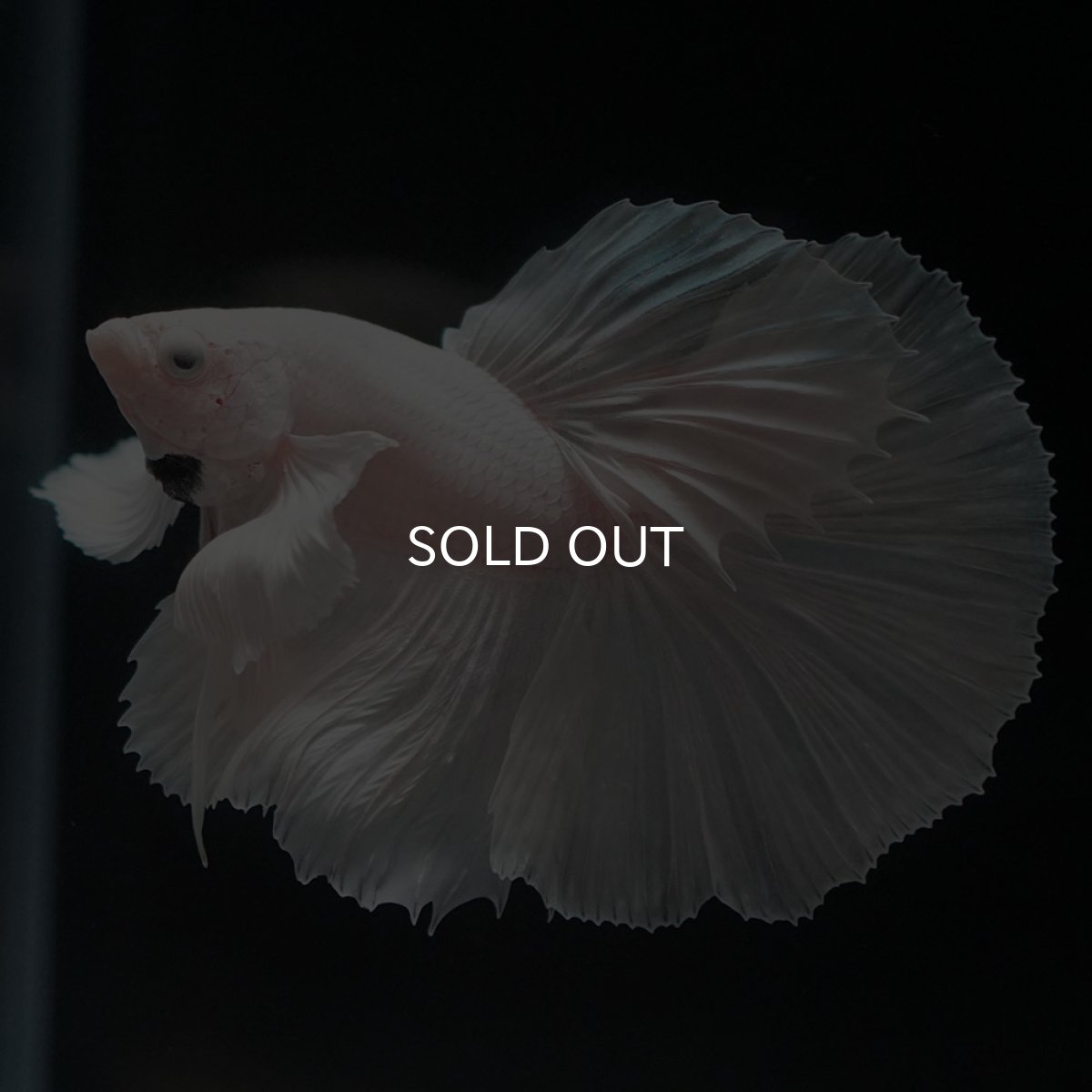 画像9: HMダンボ　ホワイト (9)