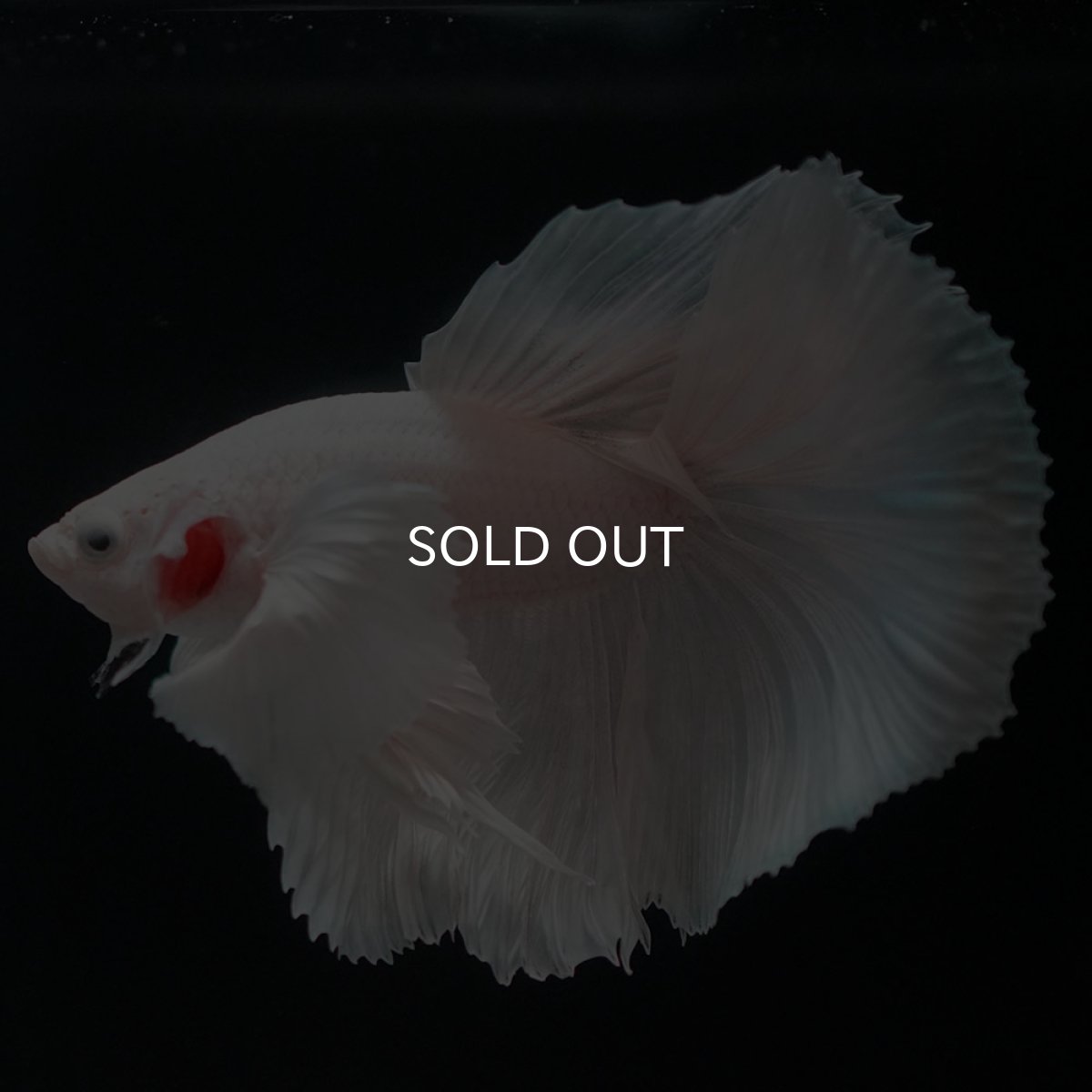 画像7: HMダンボ　ホワイト (7)