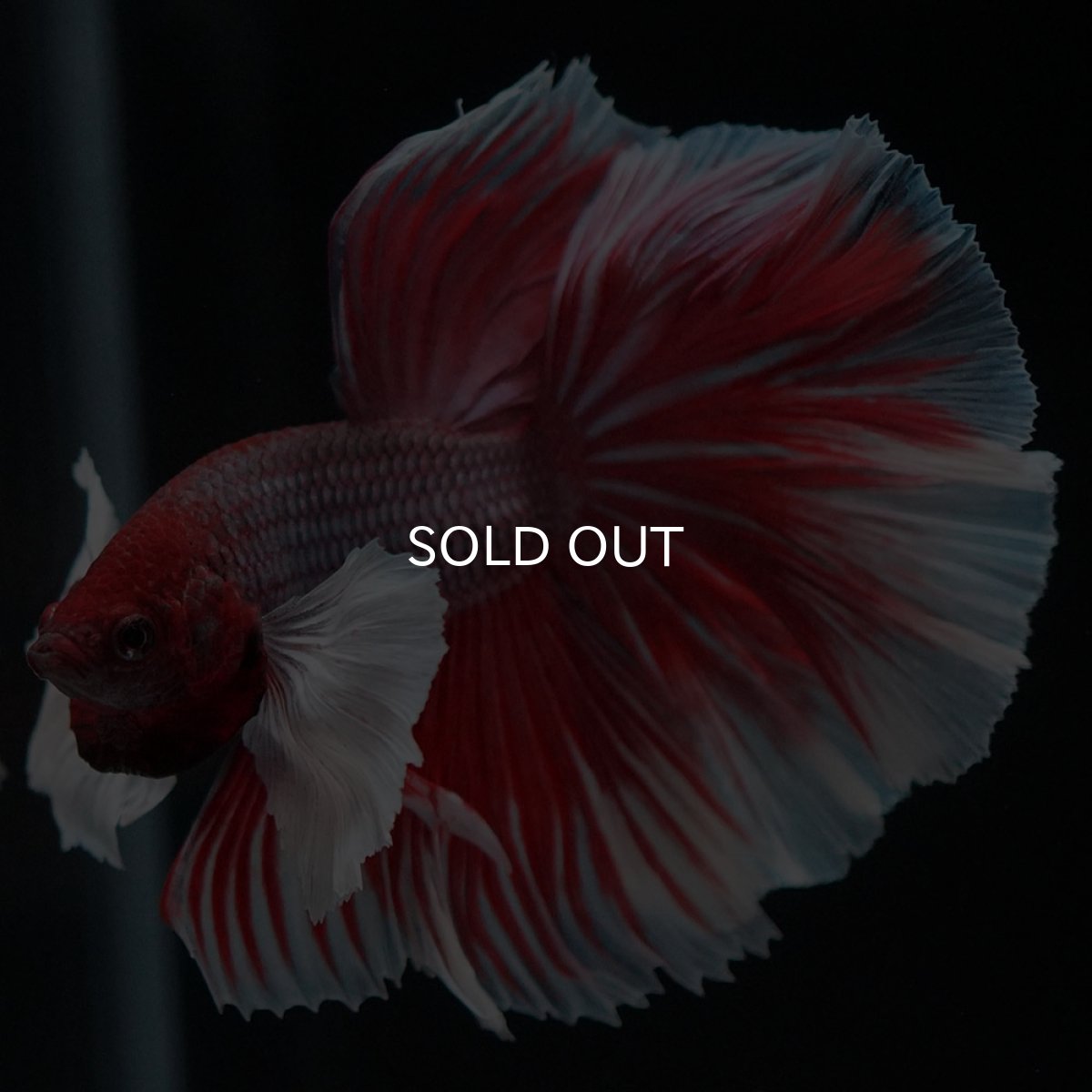 画像4: HMダンボ　ファンシーレッド (4)