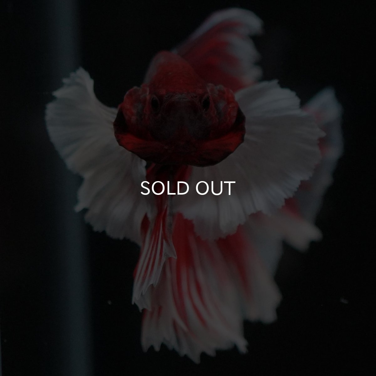 画像3: HMダンボ　ファンシーレッド (3)