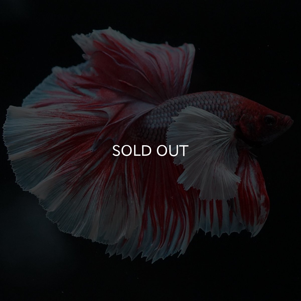 画像9: HMダンボ　ファンシーレッド (9)