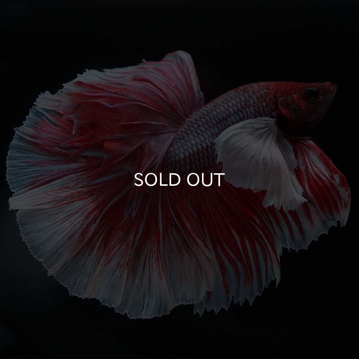 画像5: HMダンボ　ファンシーレッド (5)