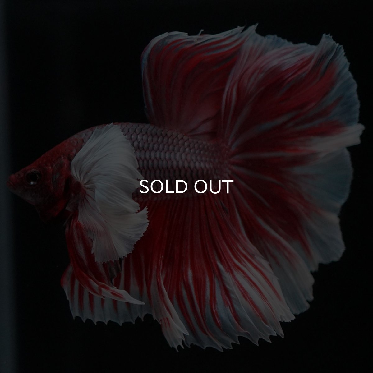 画像11: HMダンボ　ファンシーレッド (11)