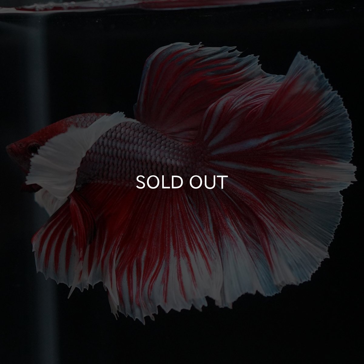 画像10: HMダンボ　ファンシーレッド (10)