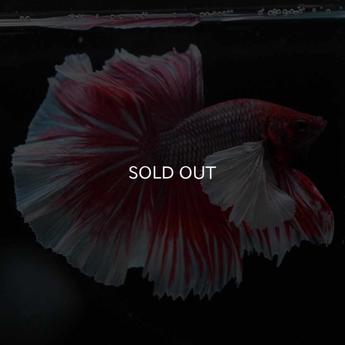 画像7: HMダンボ　ファンシーレッド (7)