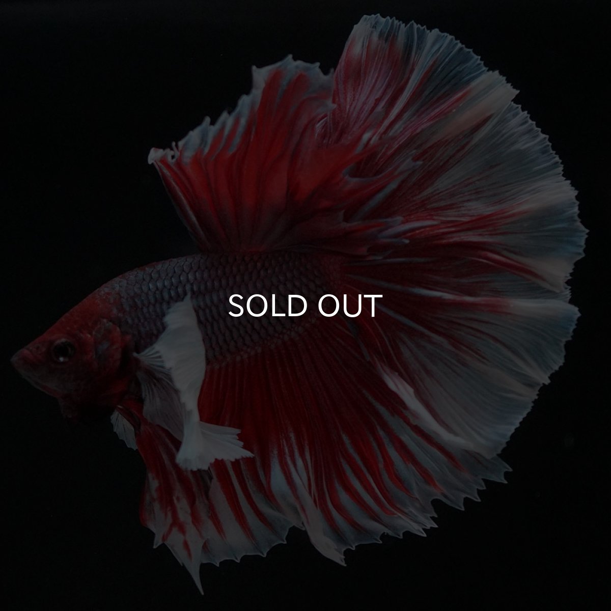 画像8: HMダンボ　ファンシーレッド (8)