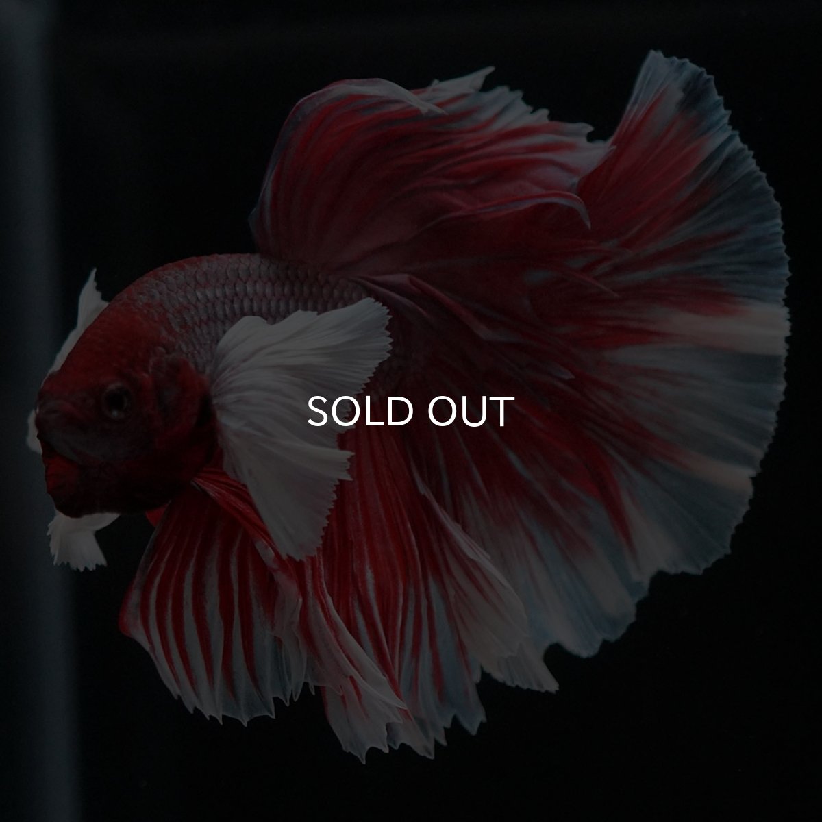 画像6: HMダンボ　ファンシーレッド (6)