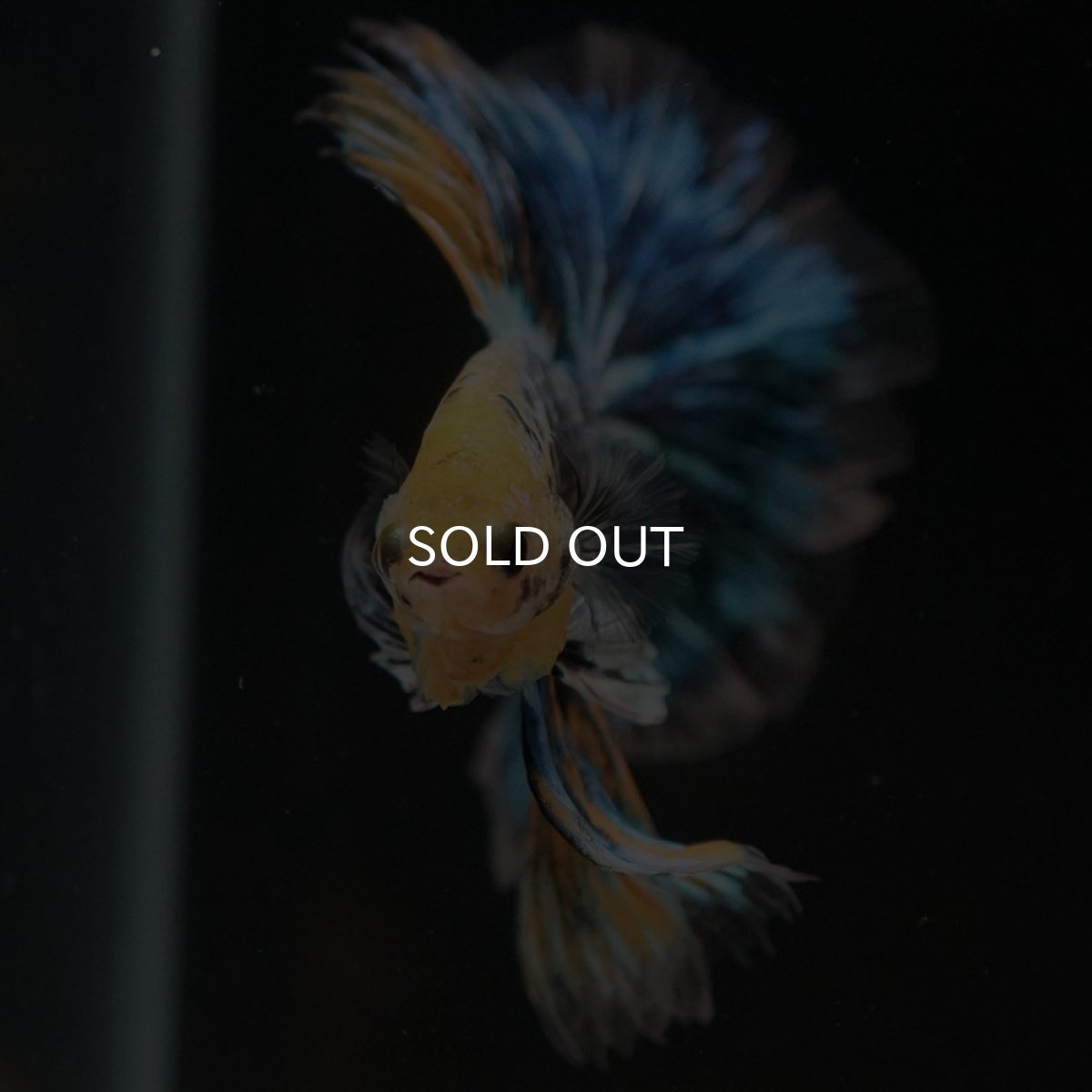 画像10: HM イエローファンシー ローズテール (10)