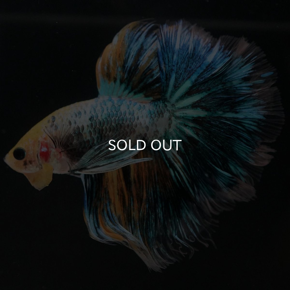 画像11: HM イエローファンシー ローズテール (11)