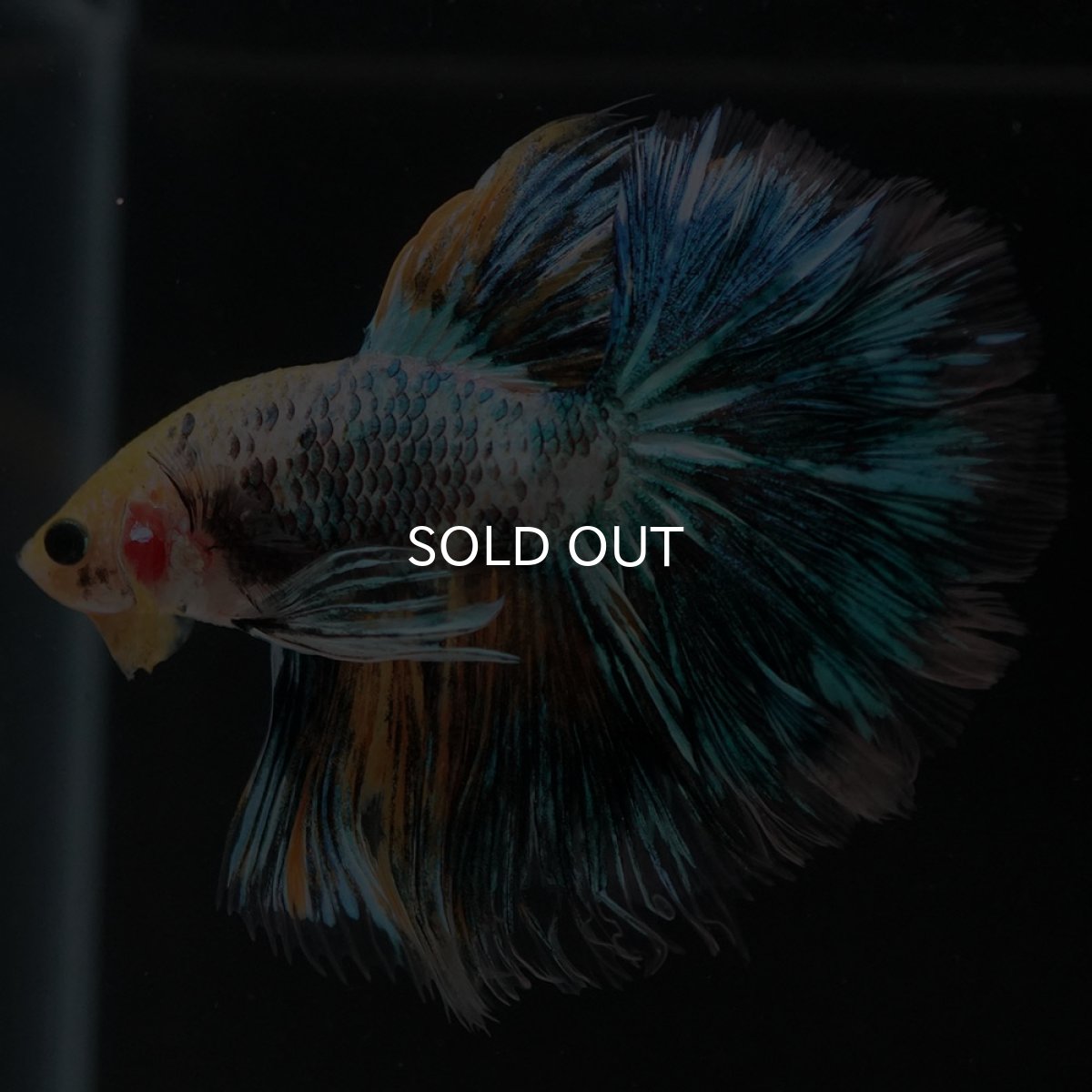 画像9: HM イエローファンシー ローズテール (9)