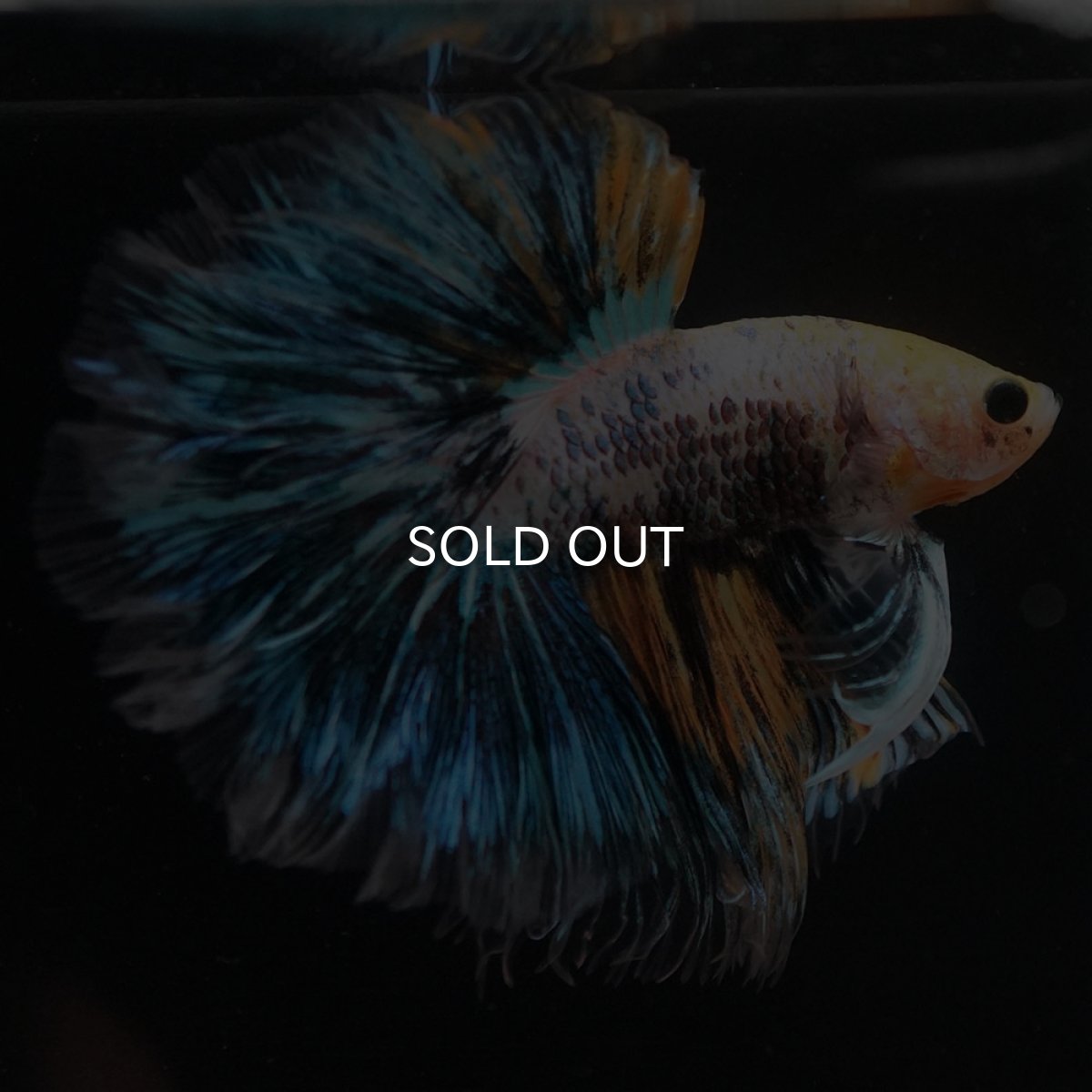 画像2: HM イエローファンシー ローズテール (2)