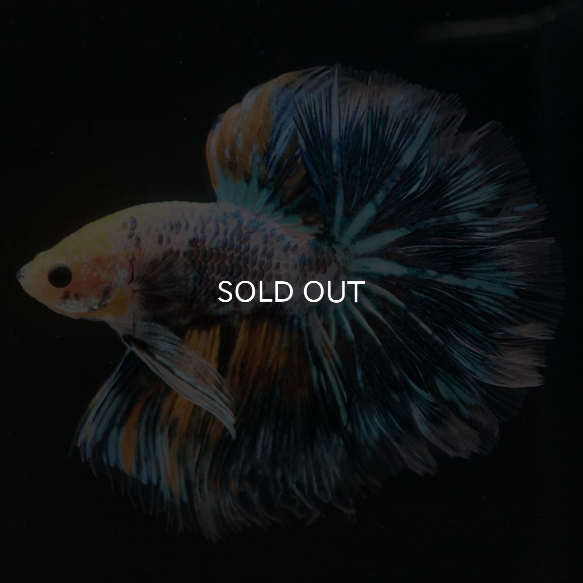 画像7: HM イエローファンシー ローズテール (7)