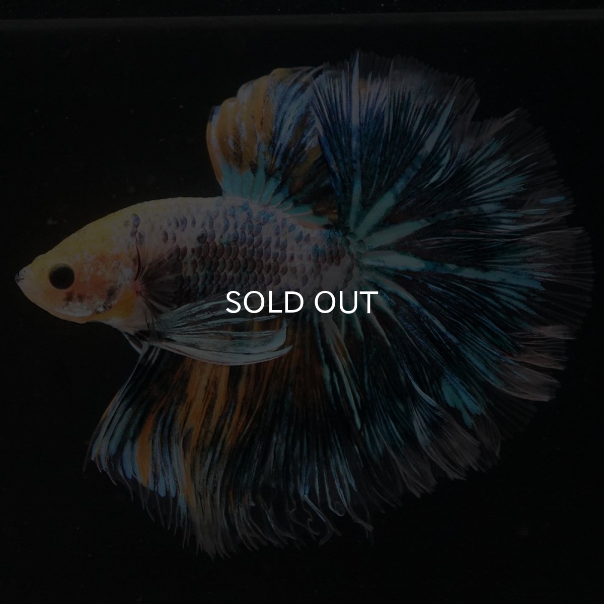 画像5: HM イエローファンシー ローズテール (5)