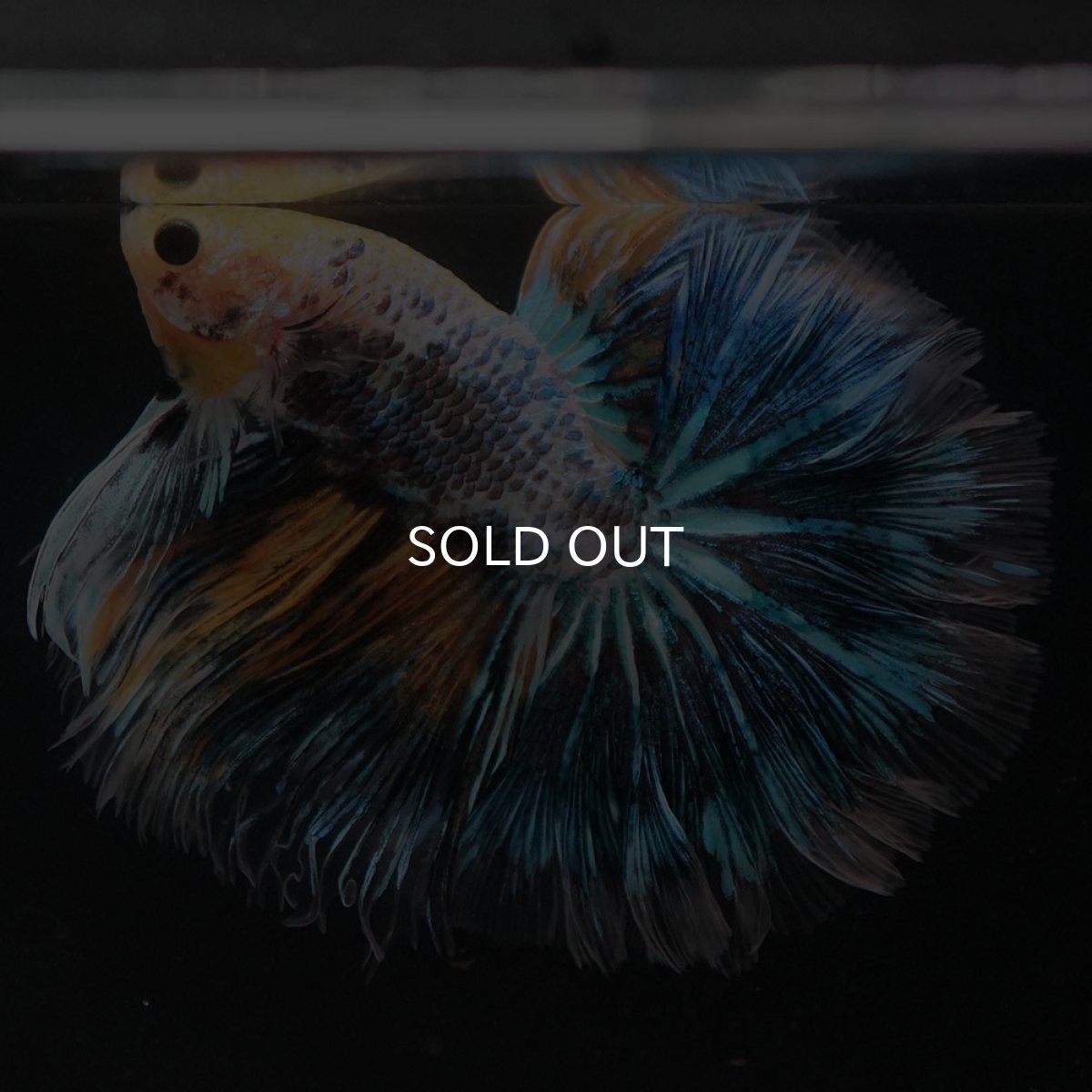 画像3: HM イエローファンシー ローズテール (3)