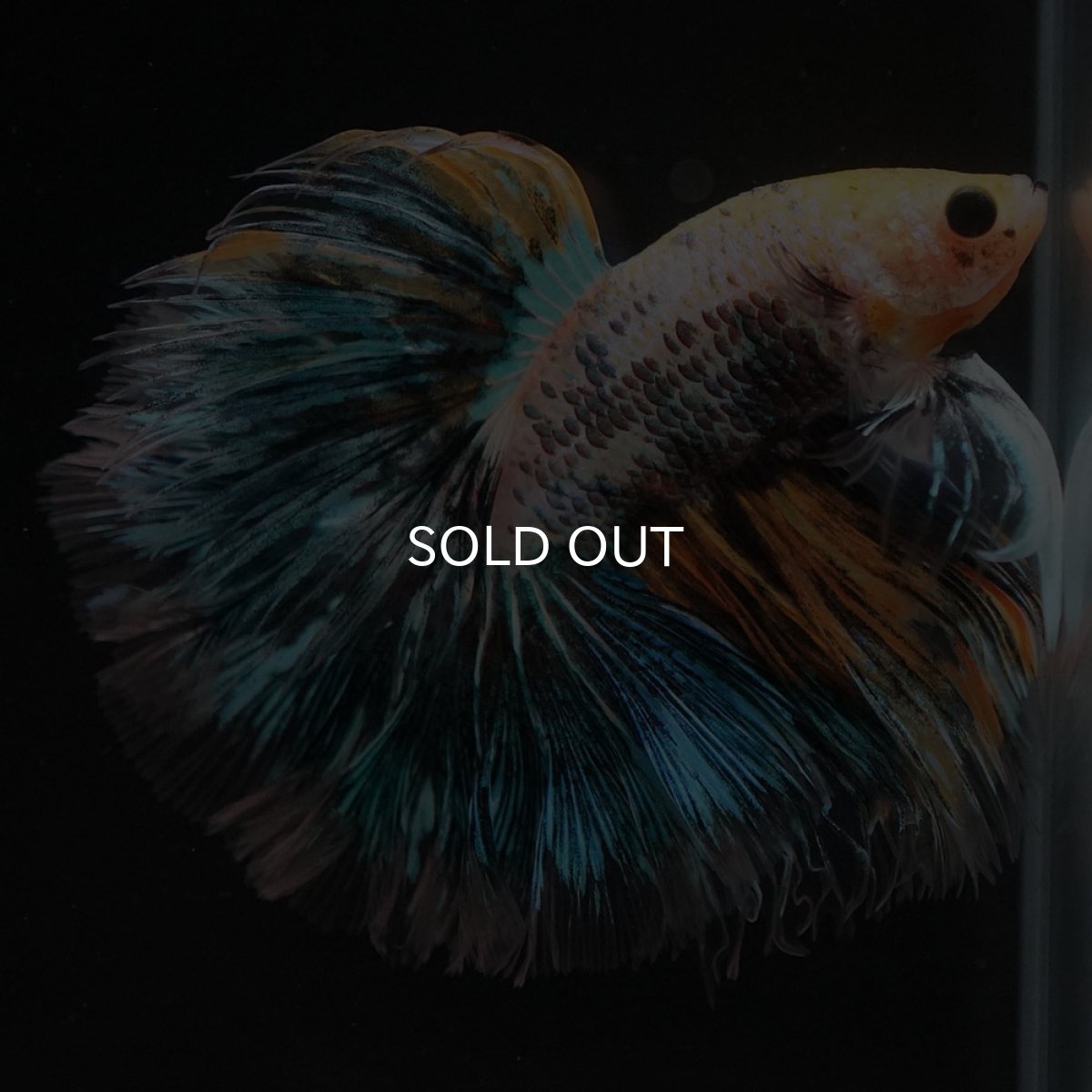 画像4: HM イエローファンシー ローズテール (4)