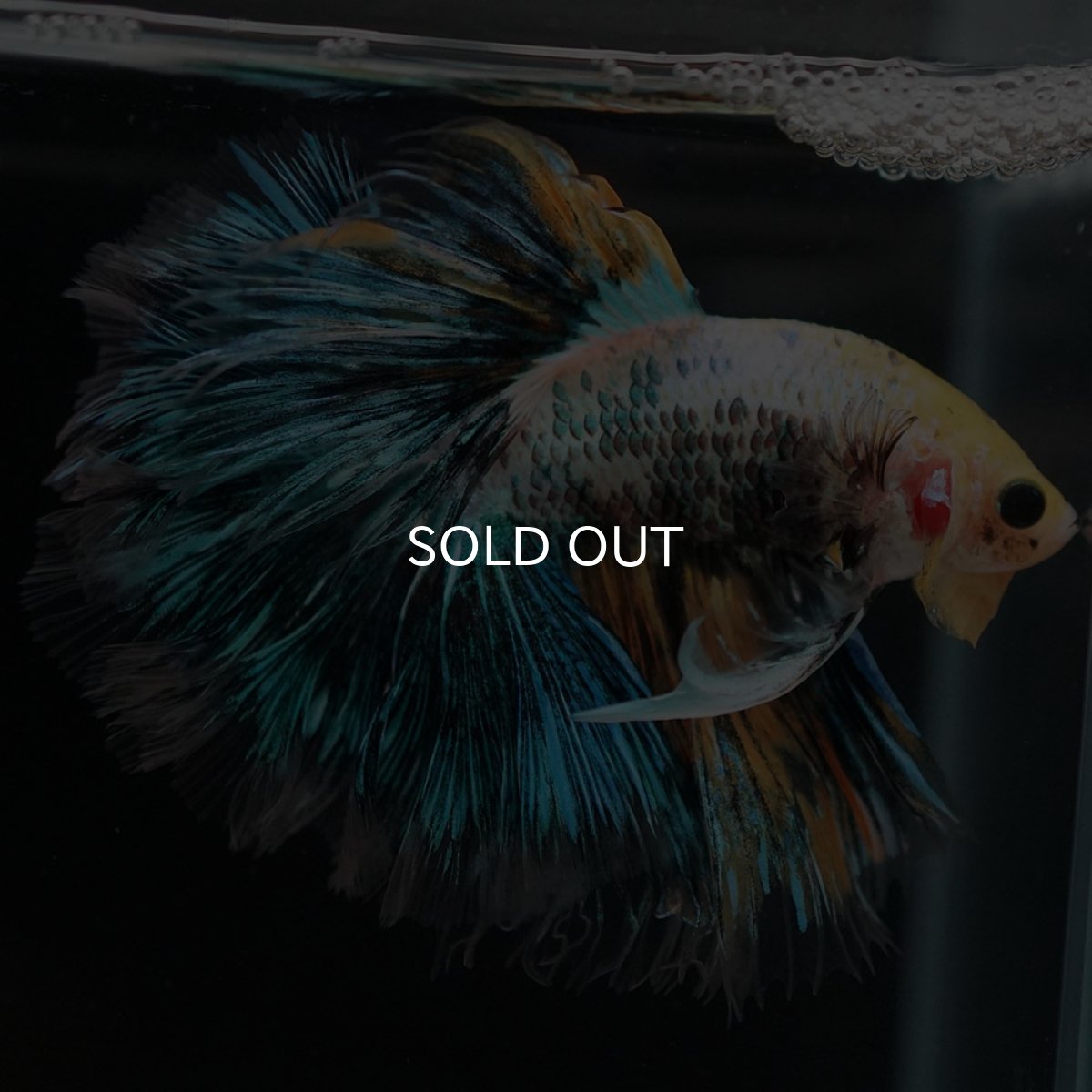 画像8: HM イエローファンシー ローズテール (8)