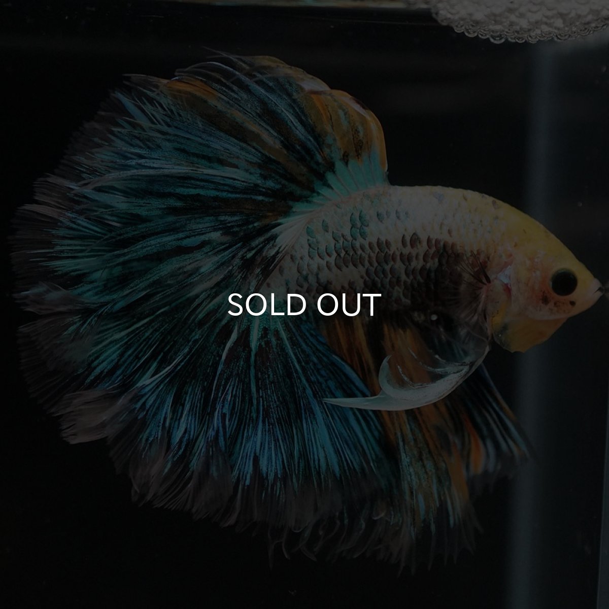 画像6: HM イエローファンシー ローズテール (6)