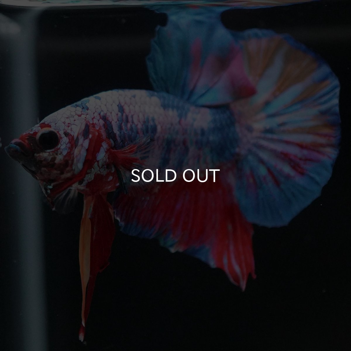 画像8: HMPK キャンディ (8)