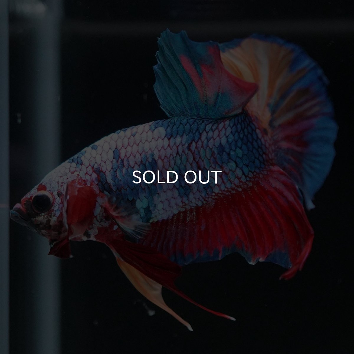 画像7: HMPK キャンディ (7)