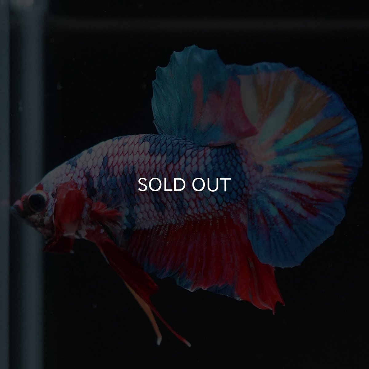 画像3: HMPK キャンディ (3)