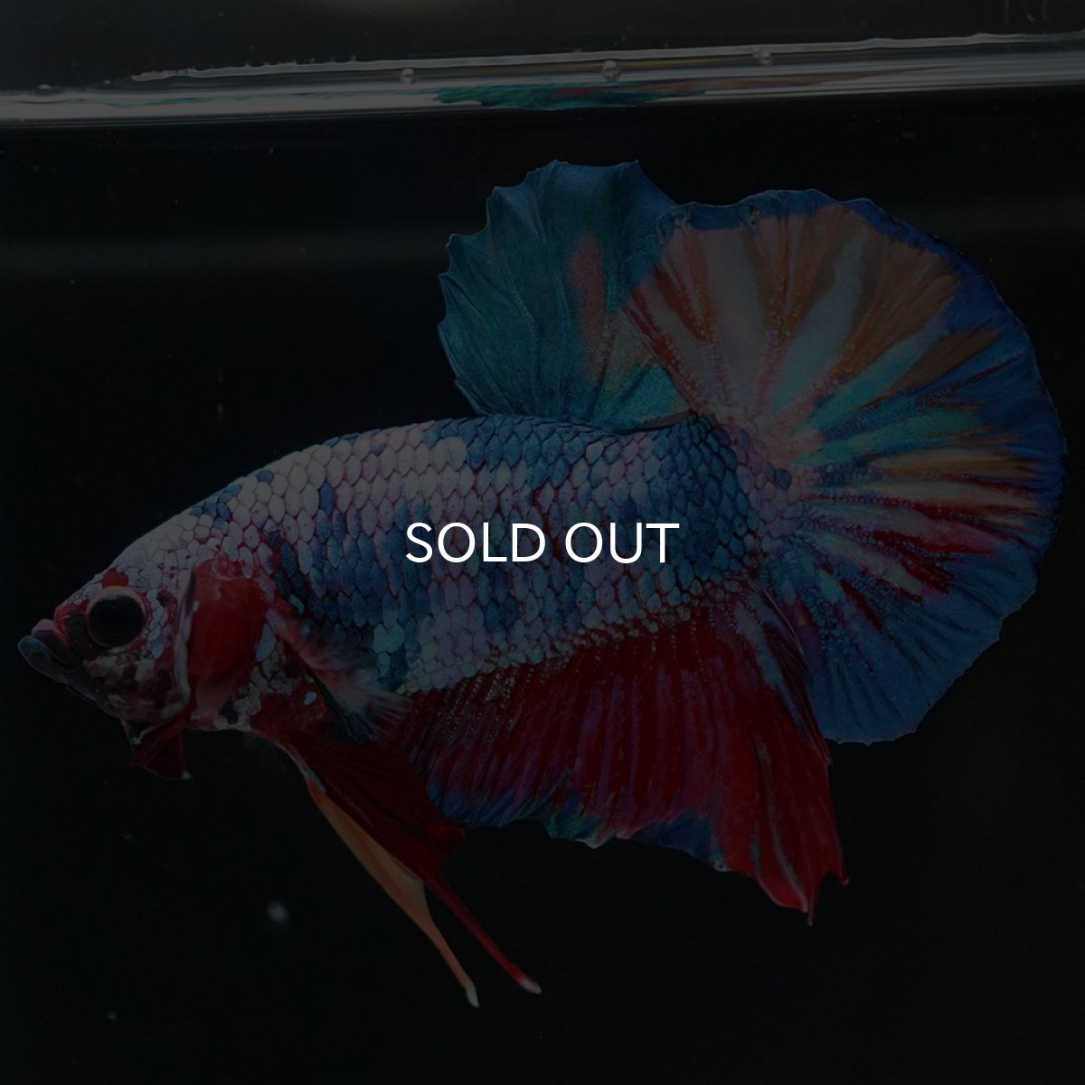 画像5: HMPK キャンディ (5)