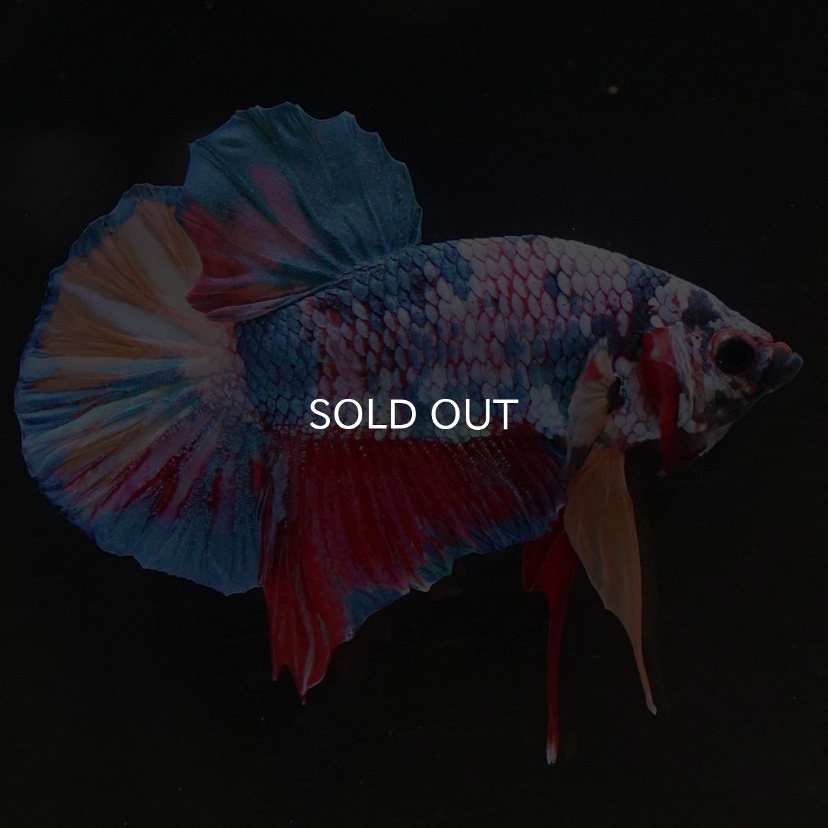 画像2: HMPK キャンディ (2)