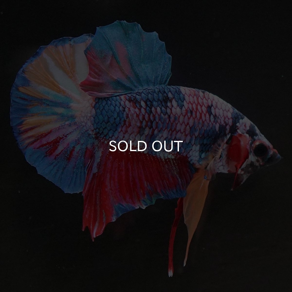 画像6: HMPK キャンディ (6)